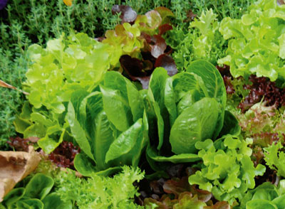 Do you know what it means to miss leafy greens…
