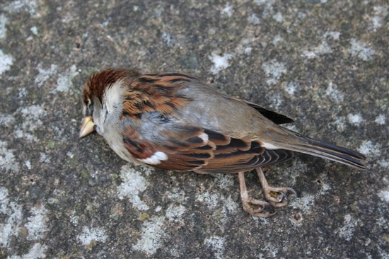 a dead bird on the path